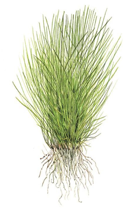 Eleocharis acicularis 1-2-Grow! - Living Aqua