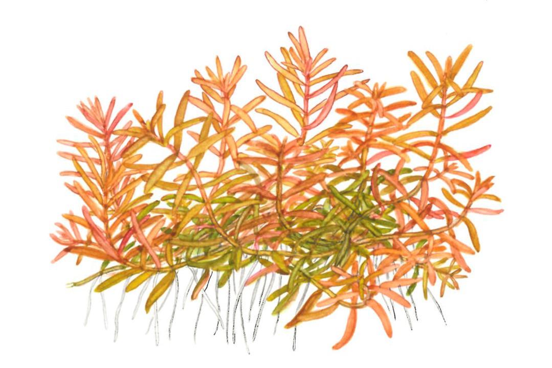Rotala rotundifolia 'H'ra' 1-2-Grow! - Living Aqua