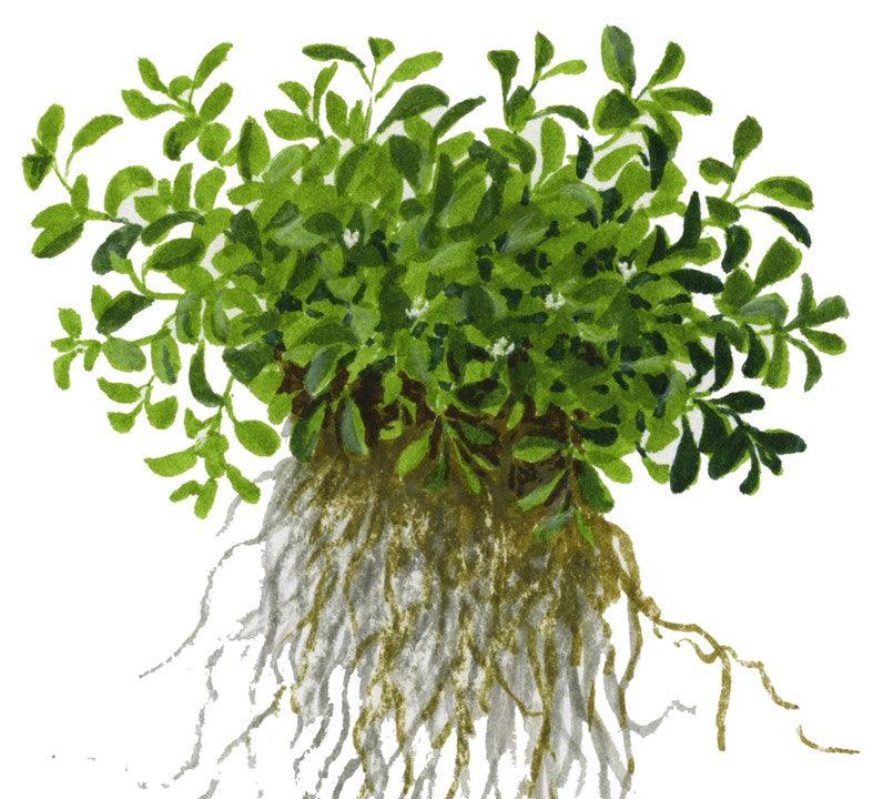 Glossostigma elatinoides 1-2-Grow! - Living Aqua