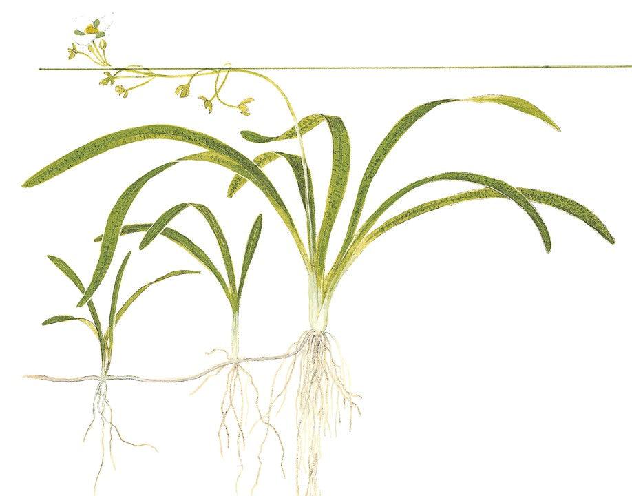 Sagittaria subulata 1-2-Grow! - Living Aqua