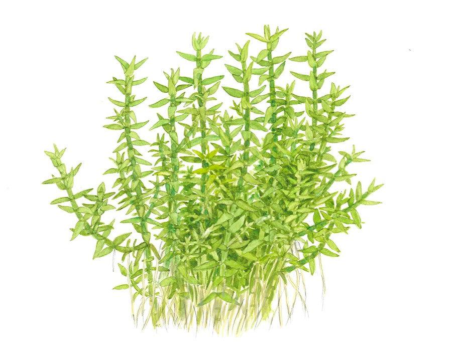 Gratiola viscidula 1-2-Grow! - Living Aqua