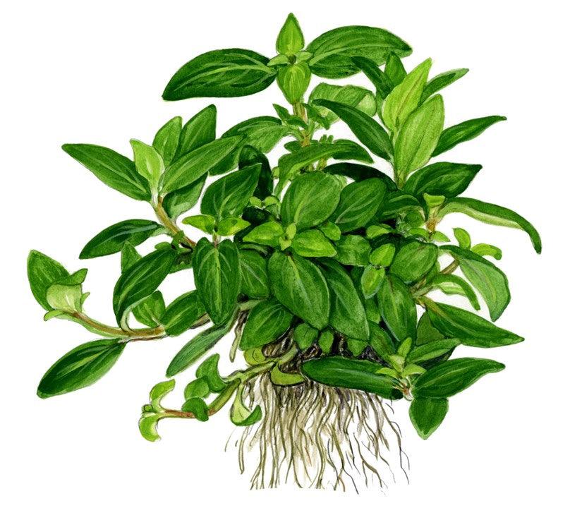 Staurogyne repens 1-2-Grow! - Living Aqua