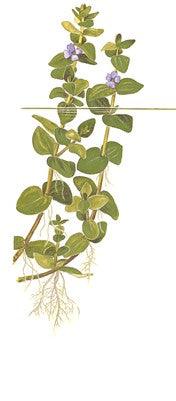 Bacopa caroliniana 1-2 Grow - Living Aqua