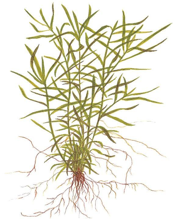 Heteranthera zosterifolia 1-2-Grow! - Living Aqua