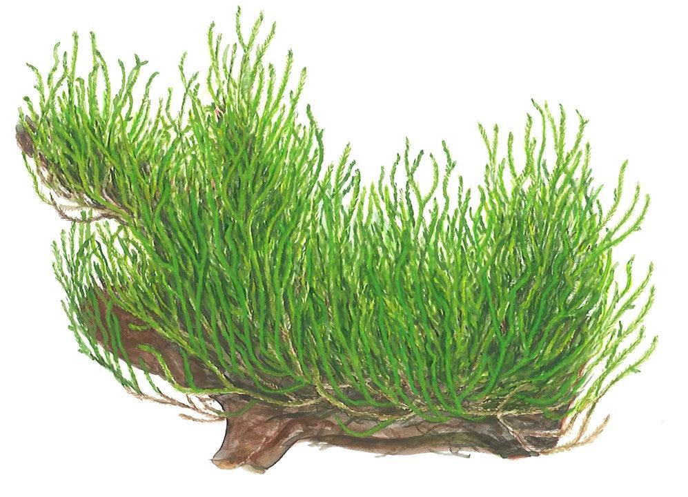 Taxiphyllum 'Flame' 1-2-Grow! - Living Aqua