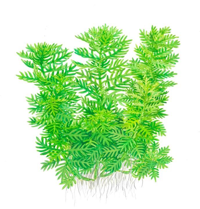 Hottonia palustris 1-2-Grow! - Living Aqua
