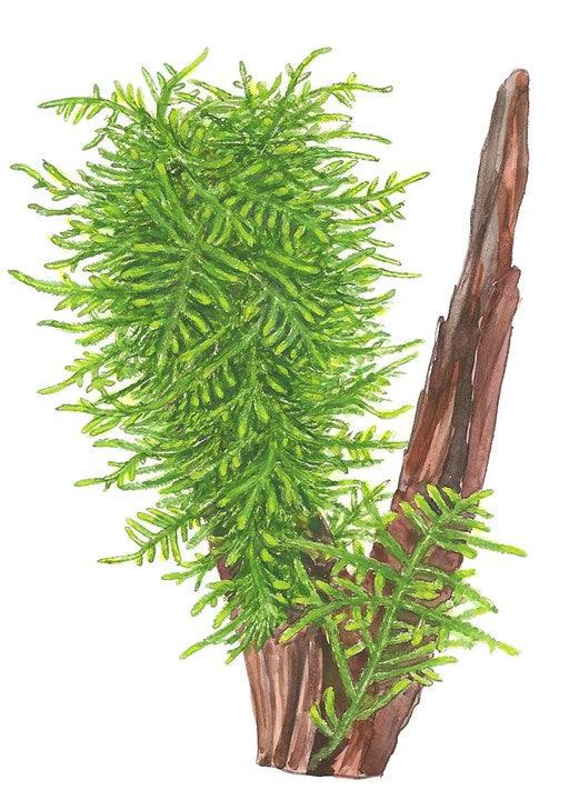 Taxiphyllum 'Spiky' 1-2-Grow! - Living Aqua