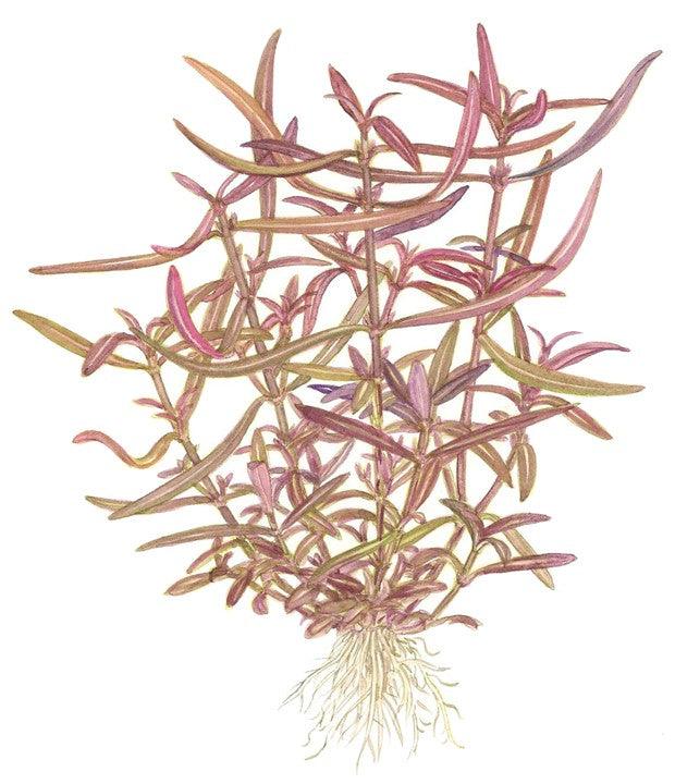 Hygrophila lancea 'Araguaia' 1-2-Grow! - Living Aqua