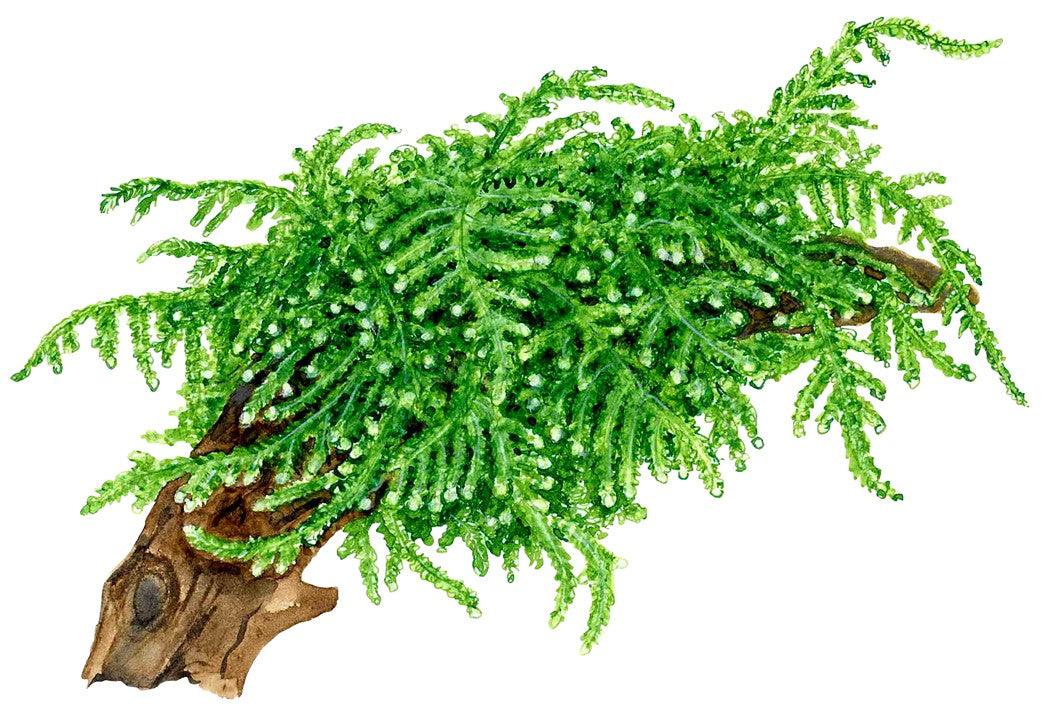 Vesicularia ferriei 'Weeping' 1-2-Grow! - Living Aqua