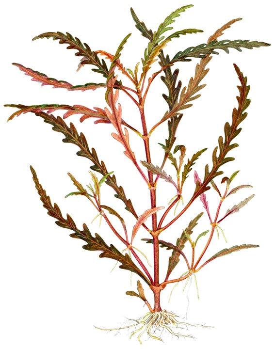 Hygrophila pinnatifida 1-2-Grow! - Living Aqua
