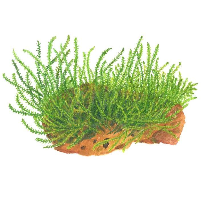 Leptodictyum riparium 1-2-Grow! - Living Aqua