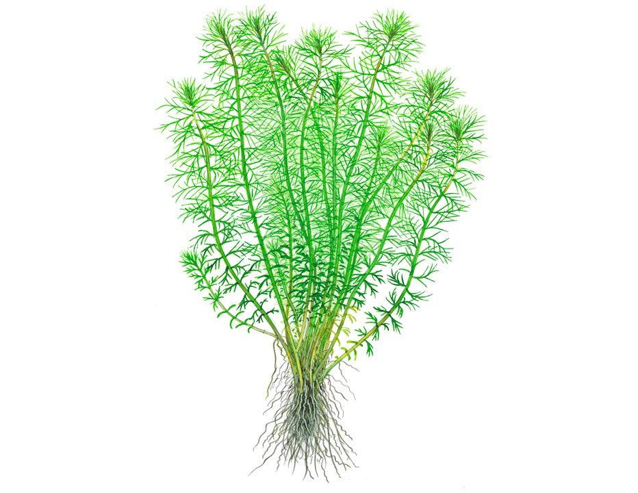 Myriophyllum 'Guyana' 1-2-grow! - Living Aqua