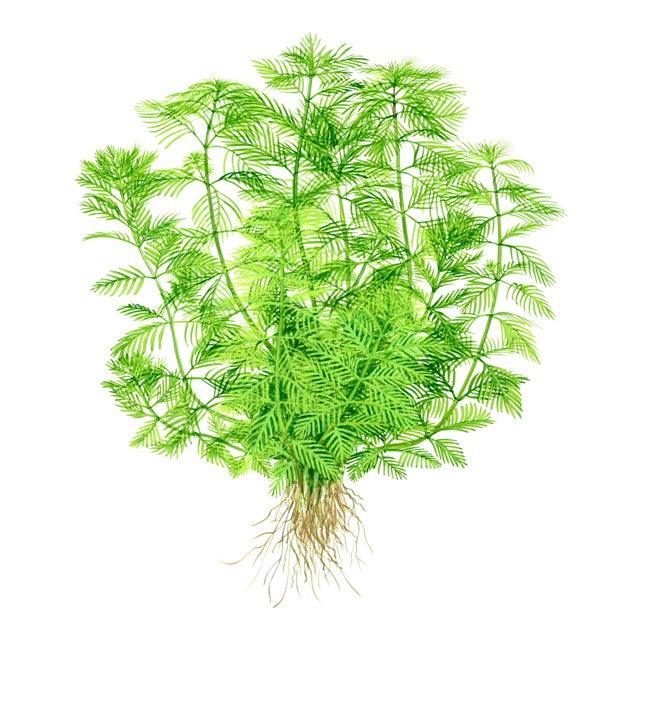 Myriophyllum mattogrossense 1-2-Grow! - Living Aqua