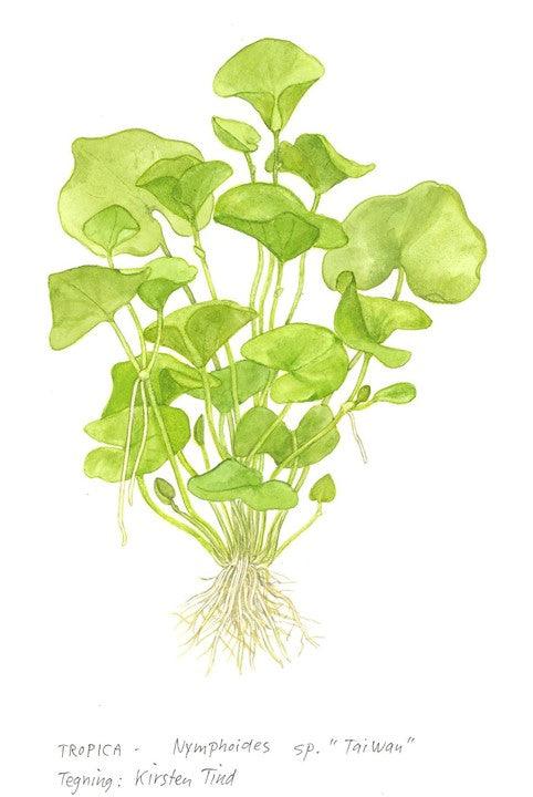 Nymphoides hydrophylla 'Taiwan' 1-2-Grow! - Living Aqua