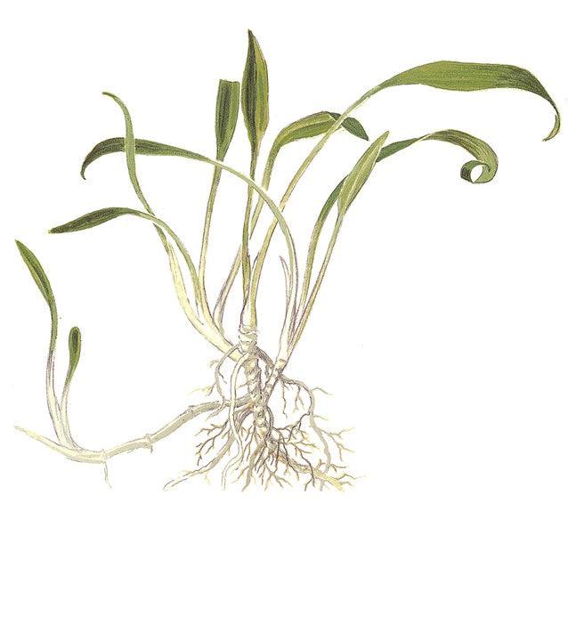 Cryptocoryne parva 1-2-Grow! - Living Aqua