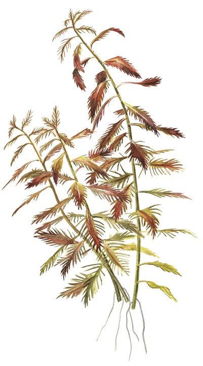 Proserpinaca palustris 'Cuba' 1-2-Grow! - Living Aqua
