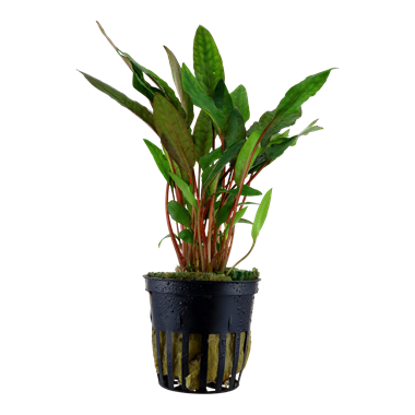 Cryptocoryne beckettii 'Petchii'