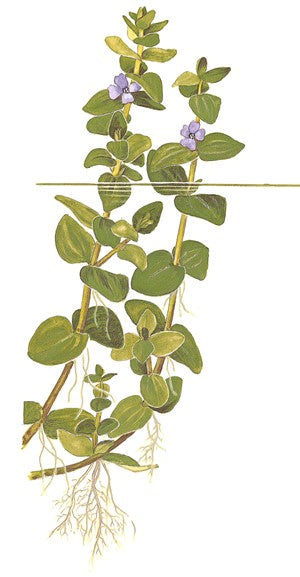 Bacopa caroliniana