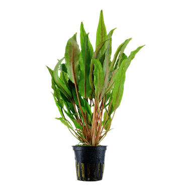 Cryptocoryne undulata 'Broad Leaves'