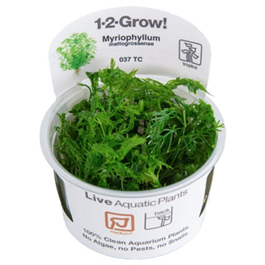 Myriophyllum mattogrossense 1-2-Grow! - Living Aqua