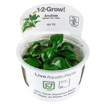 Anubias barteri nana 1-2 Grow - Living Aqua