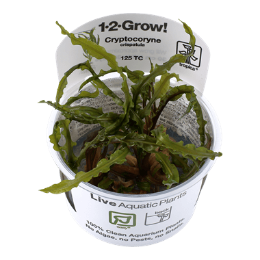 Cryptocoryne crispatula 1-2-Grow! - Living Aqua