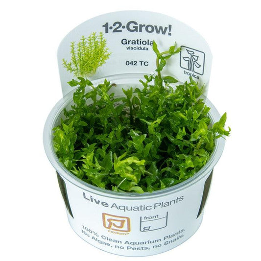 Gratiola viscidula 1-2-Grow! - Living Aqua