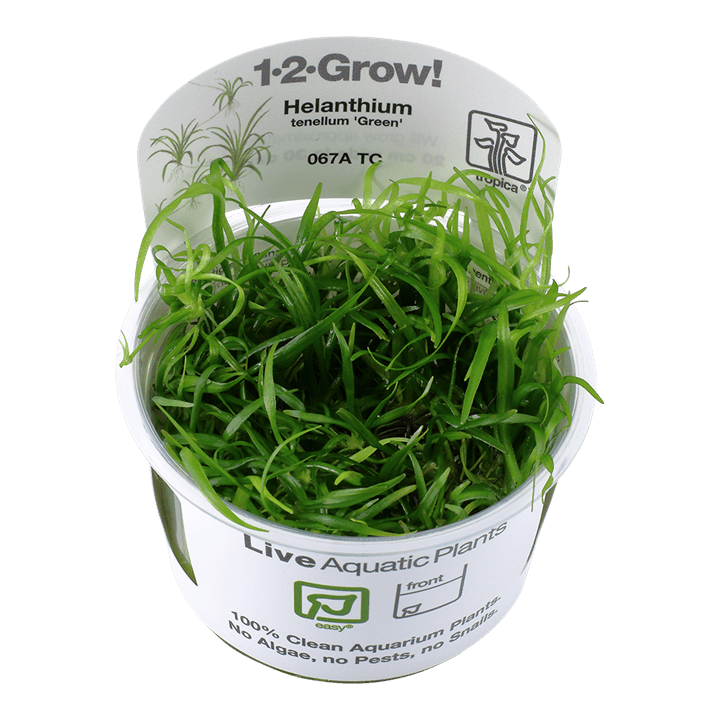 Helanthium tenellum 'Green' 1-2-Grow! - Living Aqua