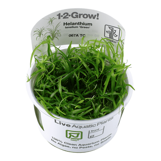 Helanthium tenellum 'Green' 1-2-Grow! - Living Aqua