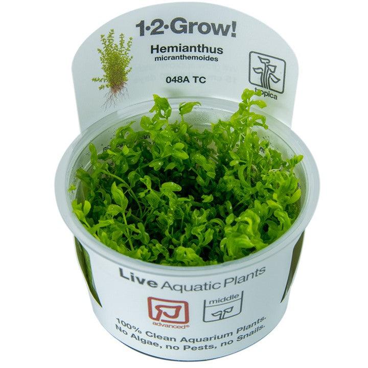 Hemianthus micranthemoides 1-2-Grow! - Living Aqua