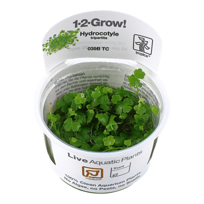 Hydrocotyle tripartita 1-2-Grow! - Living Aqua