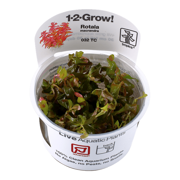 Rotala macrandra 1-2-Grow! - Living Aqua