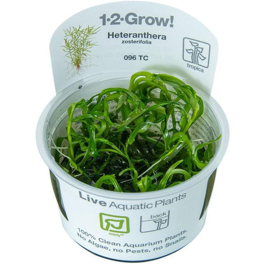 Heteranthera zosterifolia 1-2-Grow! - Living Aqua