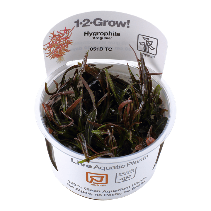 Hygrophila lancea 'Araguaia' 1-2-Grow! - Living Aqua