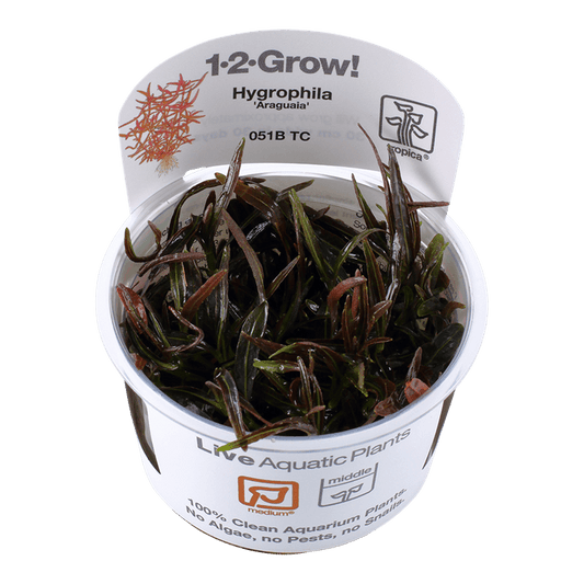 Hygrophila lancea 'Araguaia' 1-2-Grow! - Living Aqua