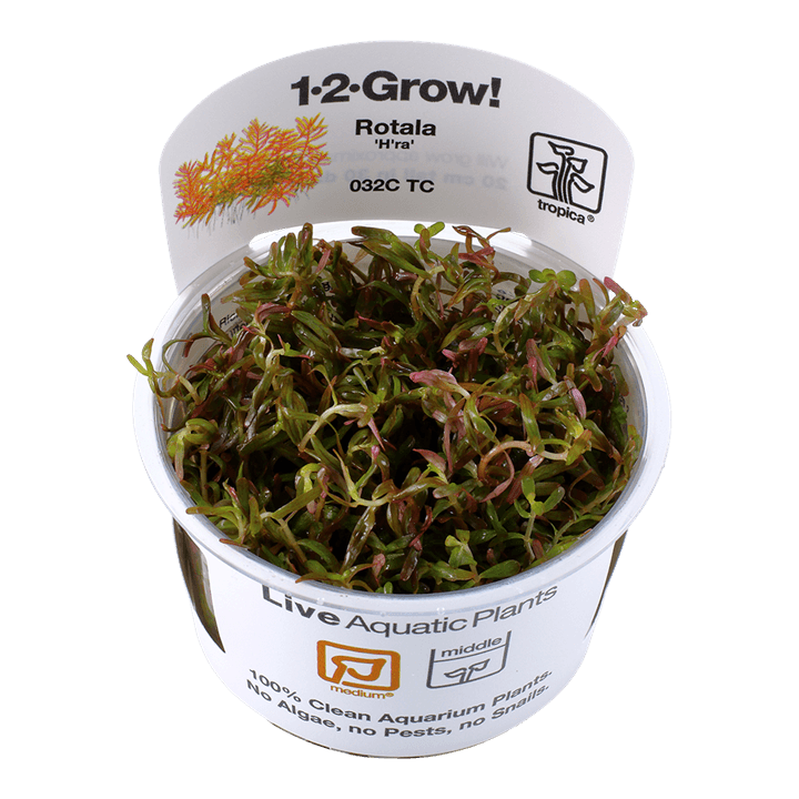 Rotala rotundifolia 'H'ra' 1-2-Grow! - Living Aqua