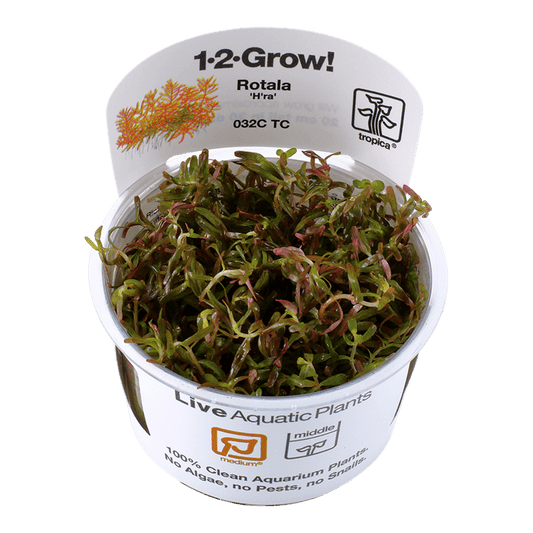 Rotala rotundifolia 'H'ra' 1-2-Grow! - Living Aqua
