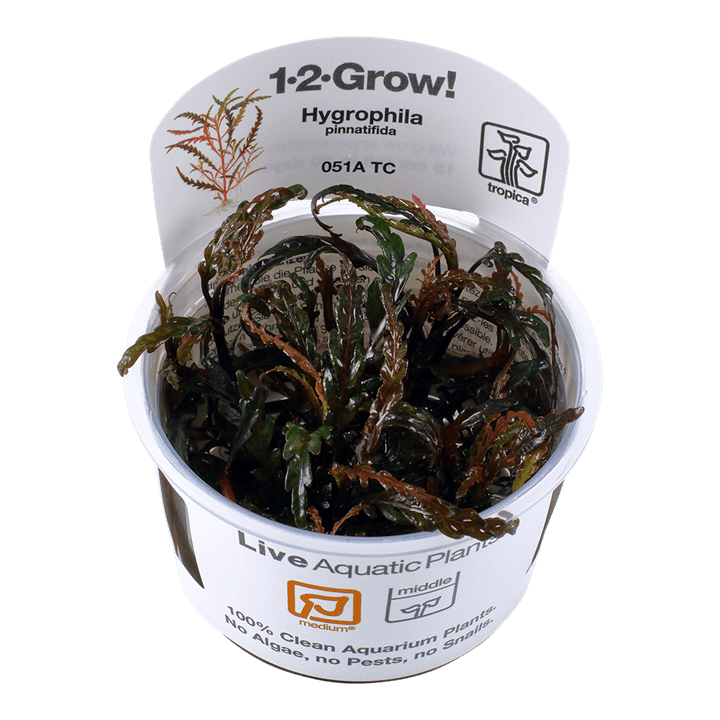 Hygrophila pinnatifida 1-2-Grow! - Living Aqua