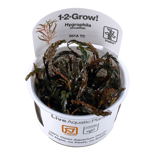 Hygrophila pinnatifida 1-2-Grow! - Living Aqua