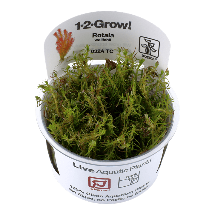 Rotala wallichii 1-2-Grow! - Living Aqua
