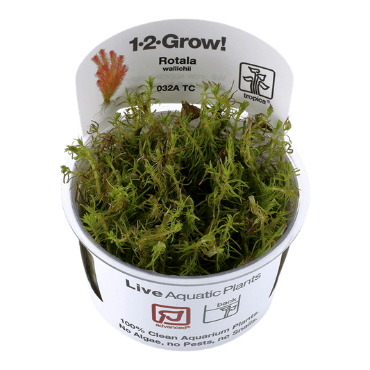 Rotala wallichii 1-2-Grow! - Living Aqua