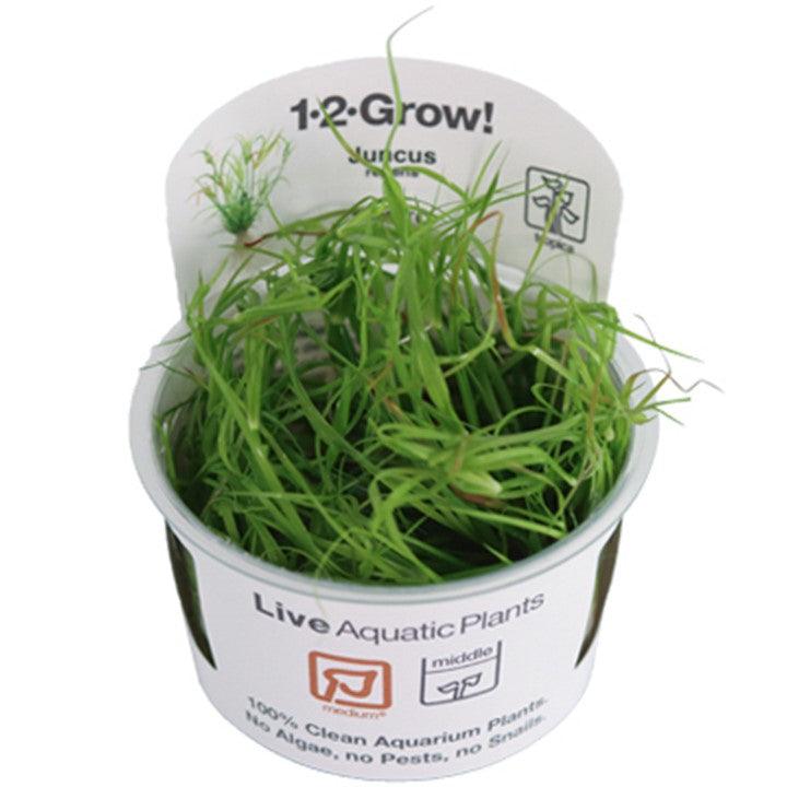 Juncus repens 1-2-Grow! - Living Aqua