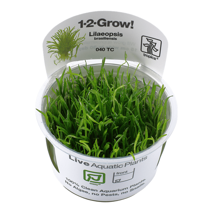 Lilaeopsis brasiliensis 1-2-Grow! - Living Aqua