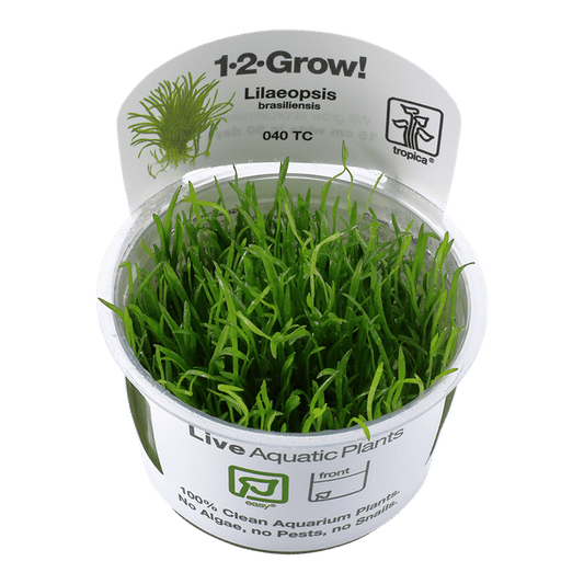 Lilaeopsis brasiliensis 1-2-Grow! - Living Aqua