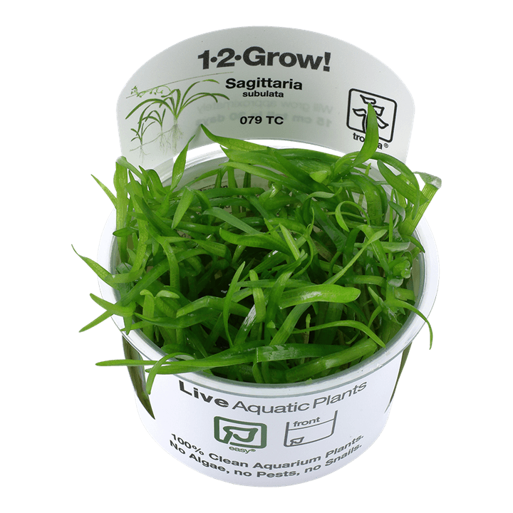Sagittaria subulata 1-2-Grow! - Living Aqua