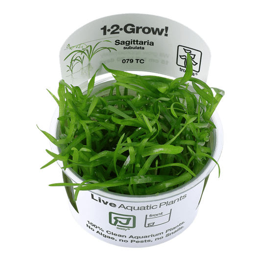 Sagittaria subulata 1-2-Grow! - Living Aqua