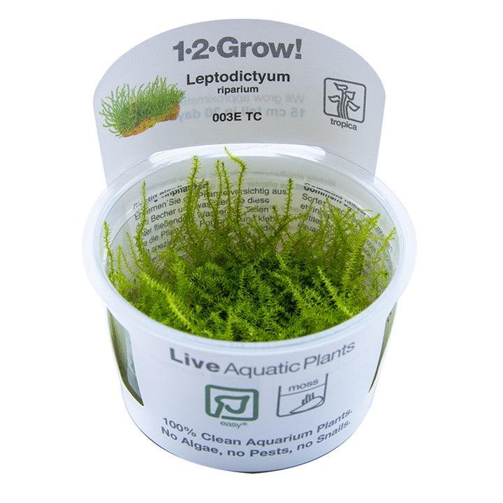 Leptodictyum riparium 1-2-Grow! - Living Aqua