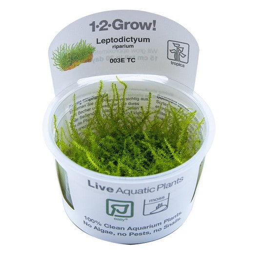 Leptodictyum riparium 1-2-Grow! - Living Aqua