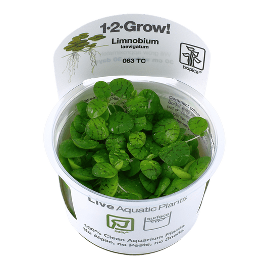 Limnobium laevigatum 1-2-Grow! - Living Aqua