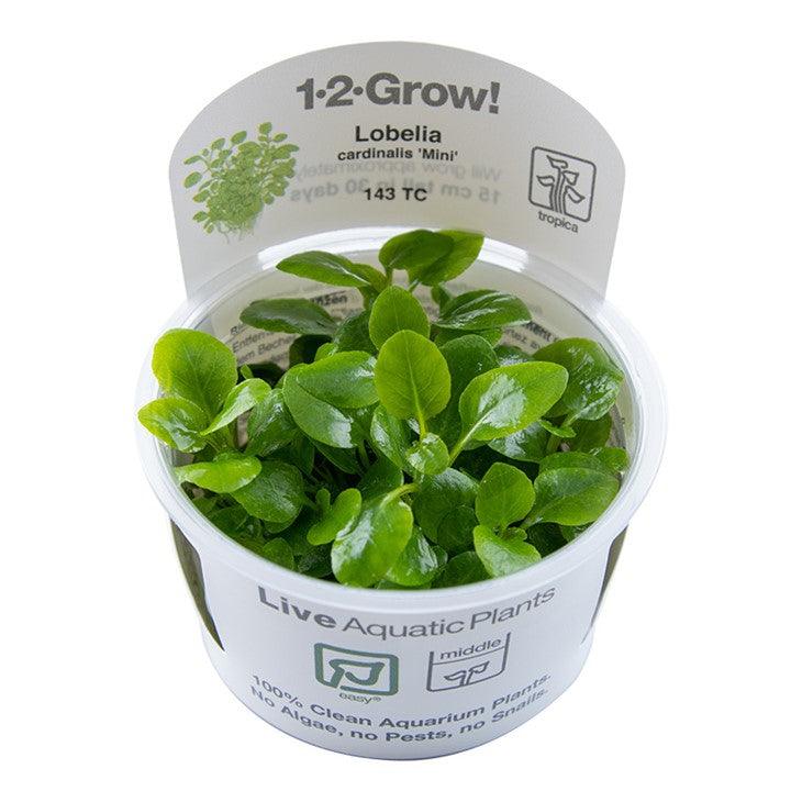 Lobelia cardinalis 'Mini' 1-2-Grow! - Living Aqua